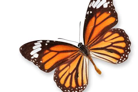 Translate mariposa from Spanish to English.